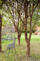 Chicken wire deer amongst Acer griseum at John Massey's garden in October.