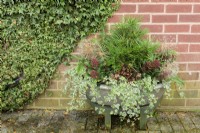 Container planted with trailing ivies, skimmias and a pine interspersed with allium seedheads at John Massey's garden in October.