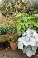 Arrangement of pots with foliage plants in John Massey's garden in October.