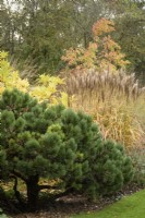 Border of foliage plants including pine and miscanthus in October.