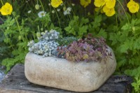 A small trough planted with Sedum 'Wildfire' and silvery Sedum spathulifolium 'Cape Blanco'.