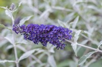 Buddleja davidii 'Orpheus', butterfly bush with silver foliage,  flowering from July.