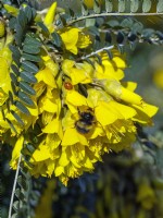 Sophora tetraptera - Kowhai in flower with Ladybird and Bumble bee  Mid march Norfolk