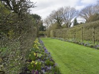 Apple walk with cordons, hyacinths and narcissi at East Ruston Old Vicarage gardens