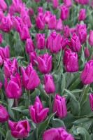Tulipa 'Passio mystic' tulip 