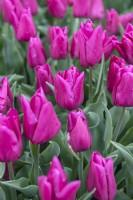 Tulipa 'Passio mystic' tulip 