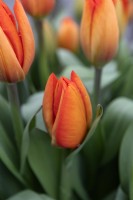Tulipa 'Orange balloon' tulip 