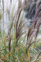 Miscanthus sinensis 'Flamingo'