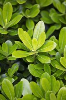 Pittosporum tobira 'Nanum', Shrub, July.