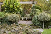 Terrace framed by clipped hollies and a rock alpine landscape at John Massey's garden in October.
