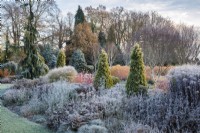 Thuja occidentalis Barabit's Gold in mixed bed with frosty perennial seedheads and grasses, Bressingham Gardens. 