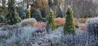 Thuja occidentalis Barabit's Gold in mixed bed with frosty perennial seedheads and grasses, Bressingham Gardens. 