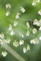 Thalictrum Delavayi 'Splendide White'