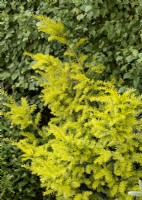 Taxus baccata Semperaurea, spring March
