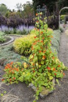 Obelisk swathed with nasturtiums at Whitburgh House Walled Garden in September.