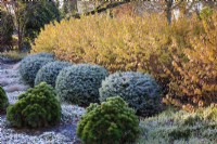 Cornus 'Midwinter Fire', Picea sitchensis Tenas and Pinus heldreichii 'Smidtii', Bressingham Gardens. 