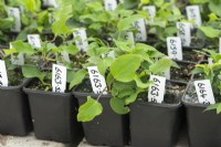 Germinated seedlings potted up in 7cm pots and clearly labelled with a unique number, in the breeding department at Raymond Evison's clematis nursery.