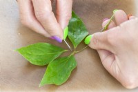 Clematis stems are prepared to make cuttings with the removal of excess stems and leaves.