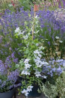 Clematis 'Tranquilitie', a compact clematis that thrives in containers, flowering from early to mid summer, and again in early autumn.