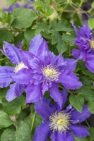 Clematis 'Chevalier' bears mid violet flowers that can be single, semi-double or double, on the same plant. Grows up to 1.8 metres.