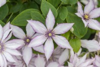 Clematis 'Samaritan Jo', named in honour of the Samaritans, an unusual clematis that flowers from early summer until mid autumn.