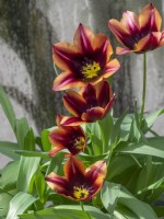 Tulipa 'Mutova'