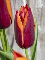 Tulipa 'Mutova'