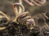 Cyclamen plant behaviour - coiling stem to bring seed head in contact with soil.