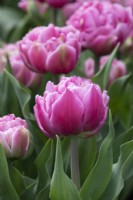 Tulipa 'Dressing' - Tulip