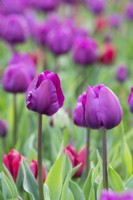 Tulipa 'Negrita' - Triumph tulip