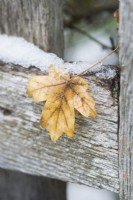 Closeup of yellow fallen leaf of Acer campestre - field maple -  caught on rustic garden gate in winter.  December
