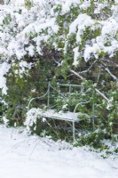 Wrought iron regency style garden bench next to brick garden wall.Rambling roses covered with snow. December.