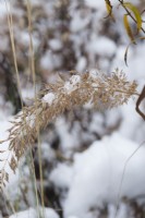 Closeup of seedhead of Calamagrostis brachytricha - Korean feather reed grass - with snow. December