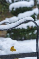 Closeup of yellow fallen leaf of Acer campestre - field maple -  caught in snow on wrought iron garden seat. December