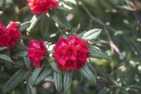 Rhododendron 'Double winner'