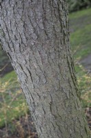 Larix kaempferi 'Pendula' bark at Winterbourne Botanic Garden