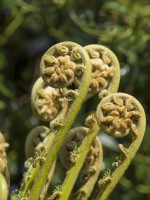 Dicksonia antarctica - emerging fronds of Tree Fern