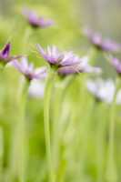 Flowers of salsify, also known as vegetable oyster Tragopogon porrifolius