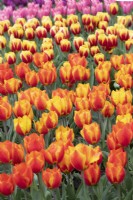 Tulipa 'Flair' - Single Early Tulip