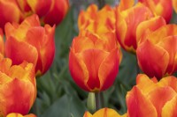 Tulipa 'Flair' - Single Early Tulip