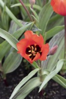 Tulipa Vvedenskyi 'Bernadette' - Tulip