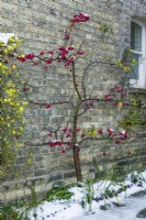 Malus x robusta 'Red Sentinel' and Jasminum nudiflorum - winter jasmine. Crab apple tree trained as an espalier against a house wall with red fruits in winter. December.