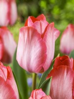 Tulipa Darwin Hybrid Pink Sound, spring April