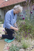 Garden owner Anne Adams staking an Eryngium zabelii 'Big Blue' in a gravel bed with plants including Euphorbia myrsinites, Sesleria nitida, Geranium 'Ann Folkard', Allium sphaerocephalon, Verbena bonariensis, Veronicastrum virginicum 'Fascination'  and Veronicastrum virginicum 'Album', culver's root.

Design By Semple Begg