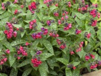 Pulmonaria 'Shrimps on the Barbie'