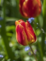 Tulip Apeldoorn's Elite