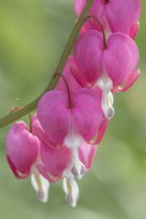 Lamprocapnos spectabilis flowering in Spring - April