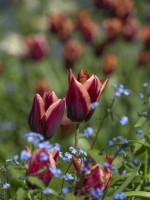 Tulipa 'Mutova' growing among myosotis