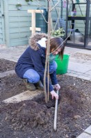 Woman using wooden pole to check that the base of the tree is level with the ground