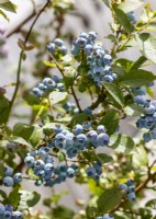 Vaccinium corymbosum Brigitta, spring May